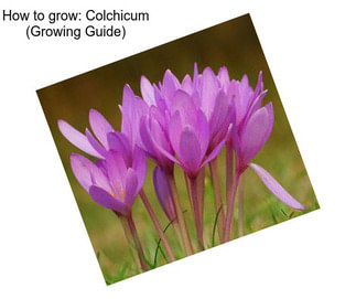 How to grow: Colchicum (Growing Guide)
