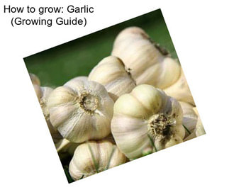 How to grow: Garlic (Growing Guide)