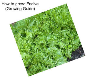 How to grow: Endive (Growing Guide)