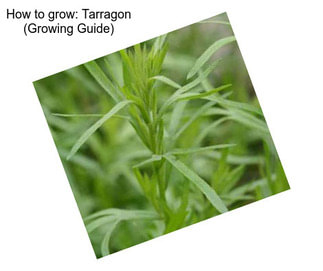 How to grow: Tarragon (Growing Guide)