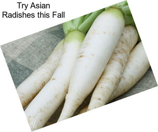 Try Asian Radishes this Fall