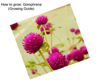 How to grow: Gomphrena (Growing Guide)