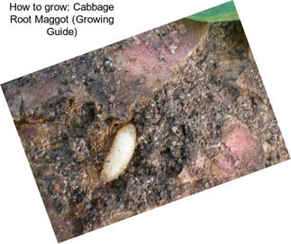 How to grow: Cabbage Root Maggot (Growing Guide)