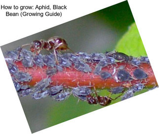 How to grow: Aphid, Black Bean (Growing Guide)