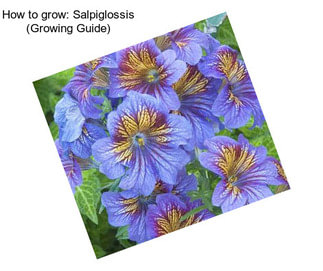 How to grow: Salpiglossis (Growing Guide)
