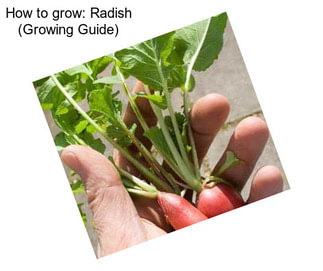 How to grow: Radish (Growing Guide)