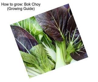 How to grow: Bok Choy (Growing Guide)