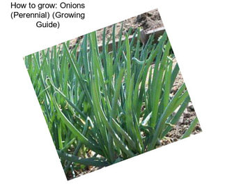 How to grow: Onions (Perennial) (Growing Guide)