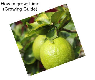 How to grow: Lime (Growing Guide)