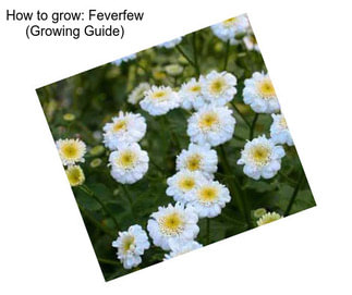 How to grow: Feverfew (Growing Guide)