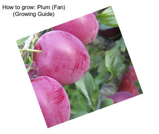 How to grow: Plum (Fan) (Growing Guide)