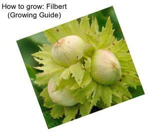 How to grow: Filbert (Growing Guide)