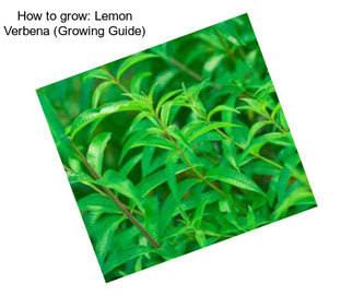 How to grow: Lemon Verbena (Growing Guide)