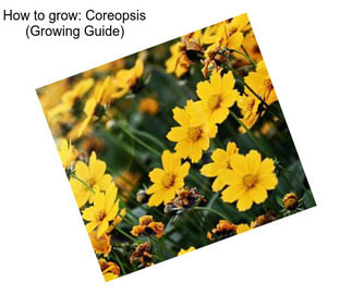 How to grow: Coreopsis (Growing Guide)