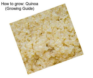 How to grow: Quinoa (Growing Guide)