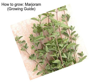How to grow: Marjoram (Growing Guide)