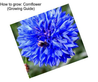 How to grow: Cornflower (Growing Guide)