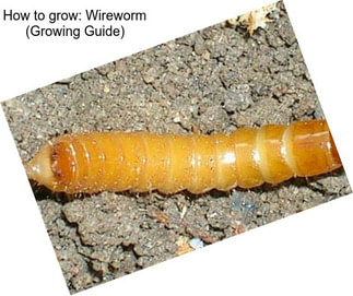 How to grow: Wireworm (Growing Guide)