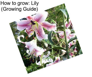 How to grow: Lily (Growing Guide)