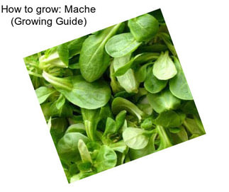 How to grow: Mache (Growing Guide)
