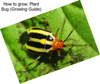 How to grow: Plant Bug (Growing Guide)