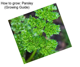 How to grow: Parsley (Growing Guide)