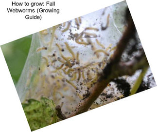 How to grow: Fall Webworms (Growing Guide)