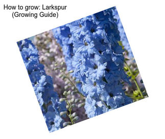 How to grow: Larkspur (Growing Guide)