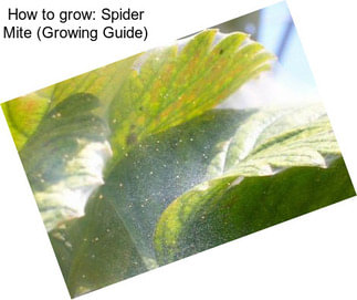 How to grow: Spider Mite (Growing Guide)