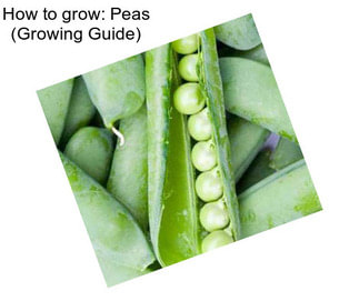 How to grow: Peas (Growing Guide)