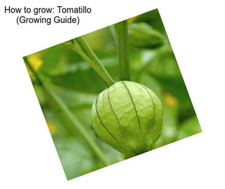 How to grow: Tomatillo (Growing Guide)