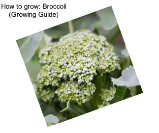 How to grow: Broccoli (Growing Guide)