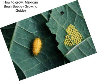How to grow: Mexican Bean Beetle (Growing Guide)
