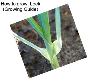 How to grow: Leek (Growing Guide)