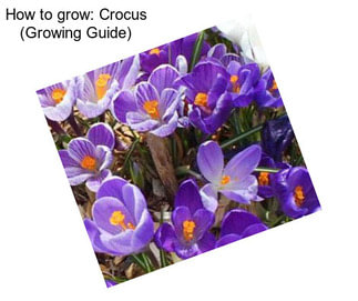 How to grow: Crocus (Growing Guide)