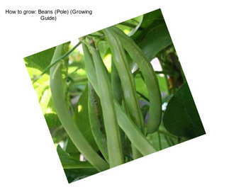 How to grow: Beans (Pole) (Growing Guide)