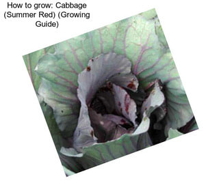 How to grow: Cabbage (Summer Red) (Growing Guide)