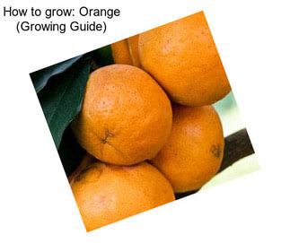 How to grow: Orange (Growing Guide)