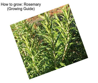 How to grow: Rosemary (Growing Guide)