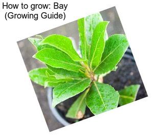 How to grow: Bay (Growing Guide)