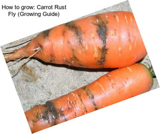How to grow: Carrot Rust Fly (Growing Guide)
