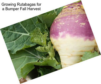 Growing Rutabagas for a Bumper Fall Harvest