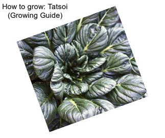How to grow: Tatsoi (Growing Guide)