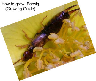 How to grow: Earwig (Growing Guide)
