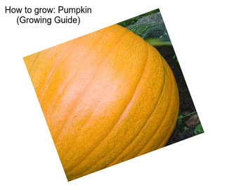 How to grow: Pumpkin (Growing Guide)