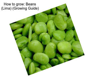 How to grow: Beans (Lima) (Growing Guide)