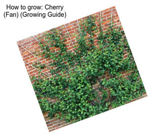 How to grow: Cherry (Fan) (Growing Guide)