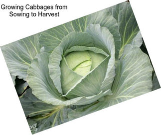 Growing Cabbages from Sowing to Harvest