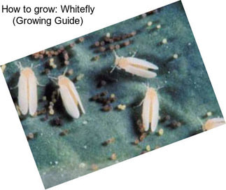 How to grow: Whitefly (Growing Guide)