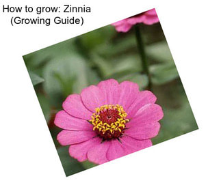 How to grow: Zinnia (Growing Guide)